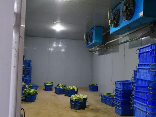 泰安大型蔬菜保鲜冷库